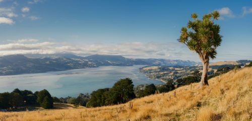 Otago Peninsula, Dunedin, Otago, New Zealand