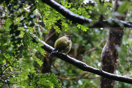 Bellbird - Birds of New Zealand