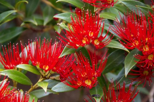 Rata Tree, New Zealand