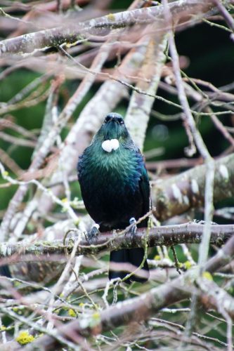 Tui - Birds ofNew Zealand