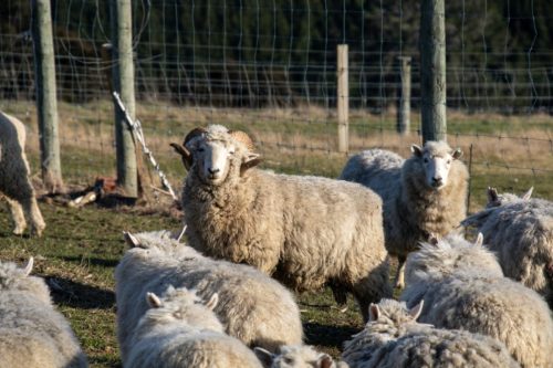 Handsome Rammy, Rams Bottom Tours, Dunedin, New Zealand