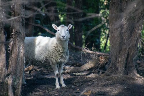 Limpy the Sheep, Rams Bottom Tours, Dunedin, New Zealand