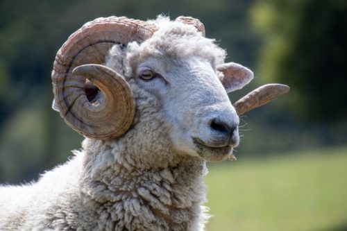 Rammy, Rams Bottom Tours, Dunedin, New Zealand