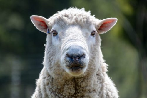 Ram-Bo, Rams Bottom Tours, Dunedin, New Zealand