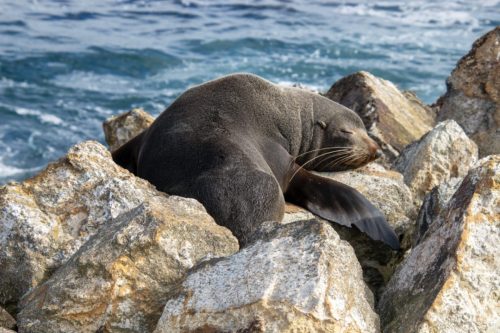 Seal, Dunedin, New Zealand