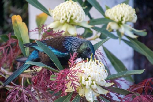 Tui - Birds of New Zealand