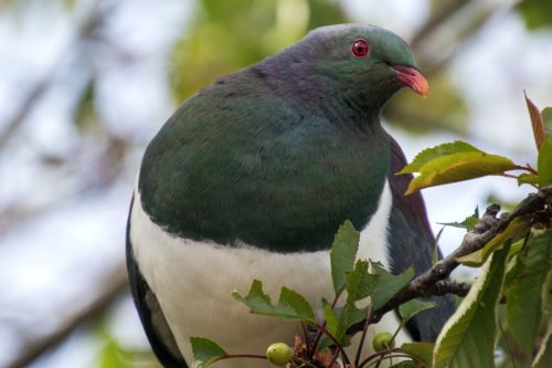 New Zealand Kereru - Wood Pigeon.  Dunedin, New Zealand