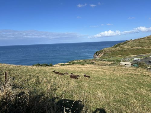 Royal Albatross Centre, Otago Peninsula, New Zealand