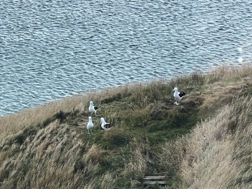 Royal Albatross Centre, Otago Peninsula, New Zealand