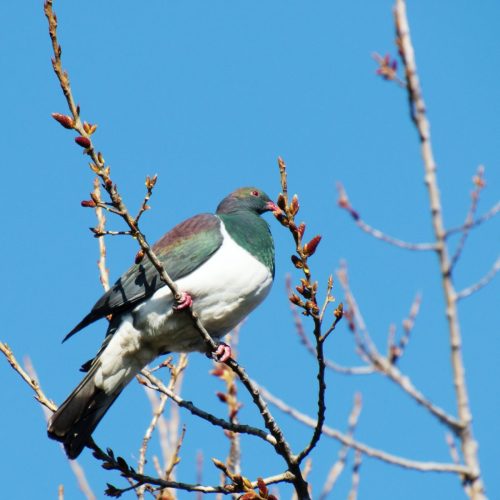 Kereru, New Zealand Wood Pigeon