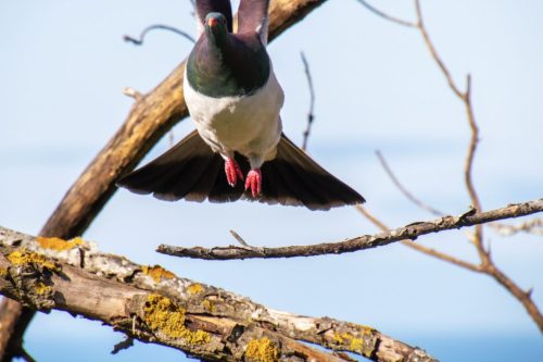 Kereru, New Zealand Wood Pigeon