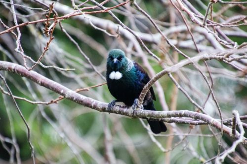 Tui - Birds of New Zealand